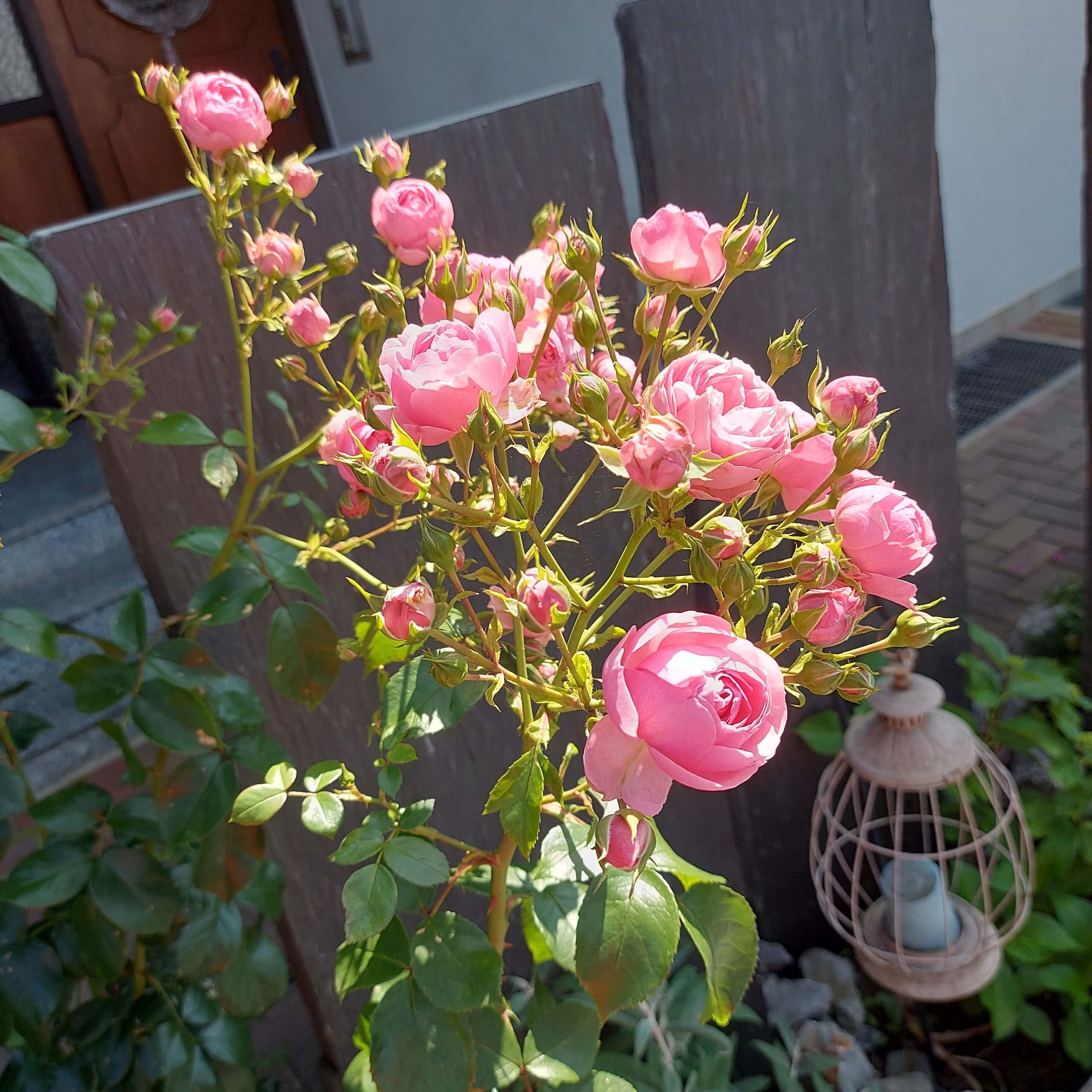 Rosenlichtoase – Dein Rückzugsort Die Angebote der Rosenlichtoase - Dein Rückzugsort