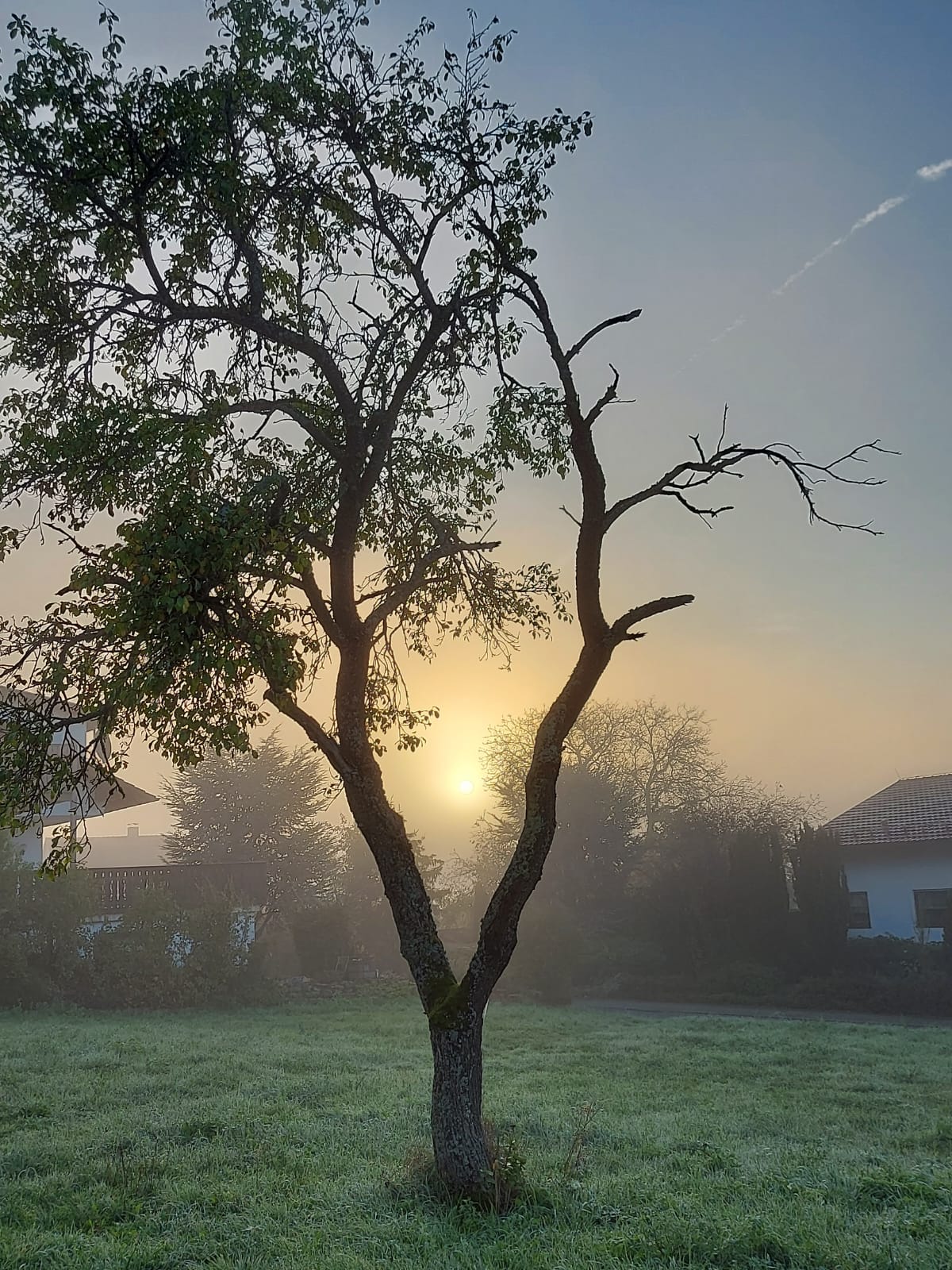 Hausharmonisierung Rosenlichtoase - Hausharmonisierung, Harmonisierung von Grundstücken